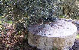 Ligurisches Olivenöl